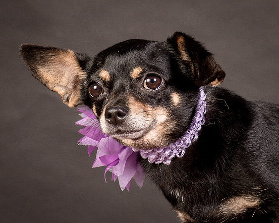 Foster Pansy-9328