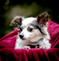 Foster Anouk-8705