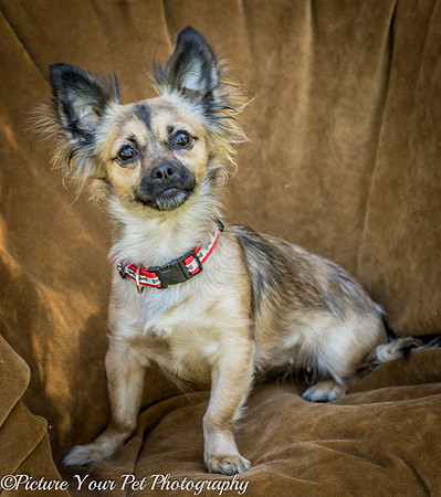 Foster Delphine-6426