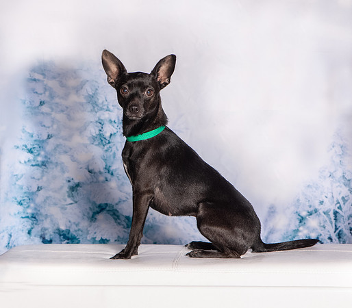 Foster Elvira-0217