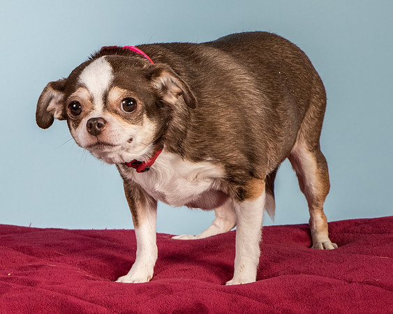 Foster Sophie-5221