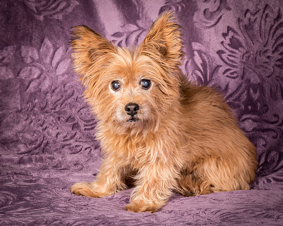 Foster Nessa-5681