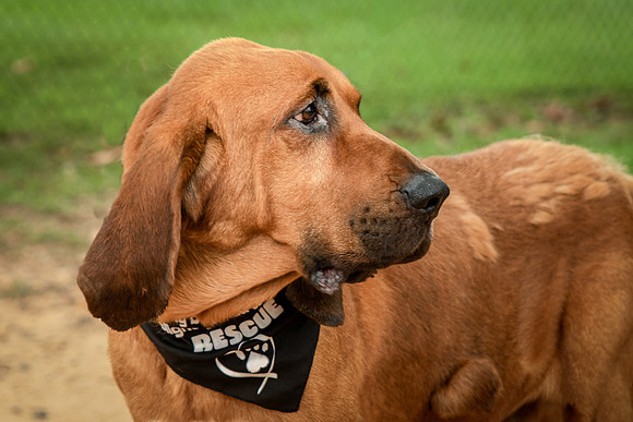 Roscoe-0562