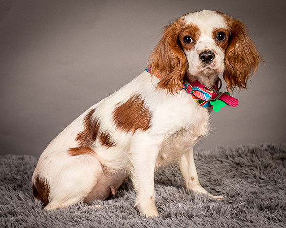Foster josephina-3748