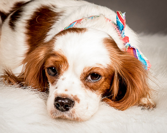 Foster josephina-4123