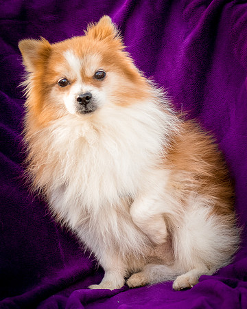 Foster Kermit-8908