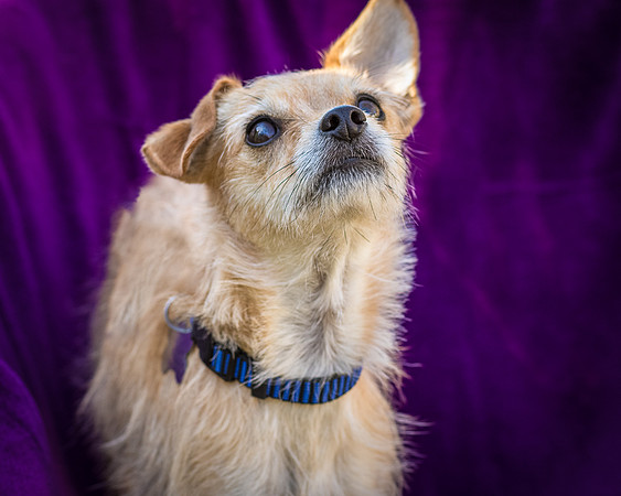 Foster Dipsy-9238