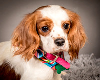 Foster josephina-3705
