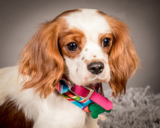 Foster josephina-3705