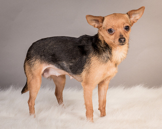 Foster Pixie-3484