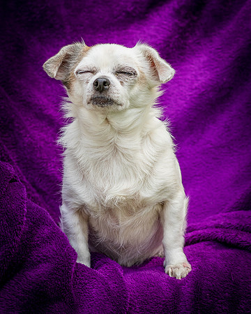 Foster Petey-8214