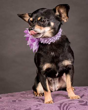 Foster Pansy-9305