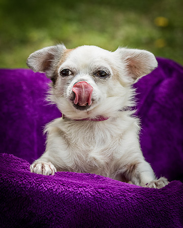 Foster Petey-8160