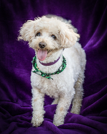 Foster Annalise-0673