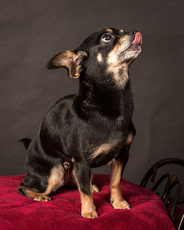 Foster Pansy-9508