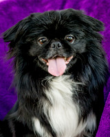 Foster Prince-0796
