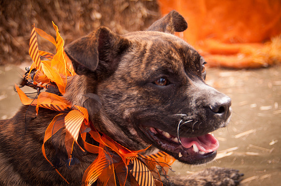 Foster Fred-7511