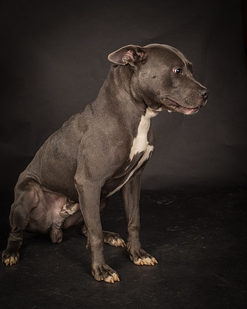 Foster Cobalt-2349