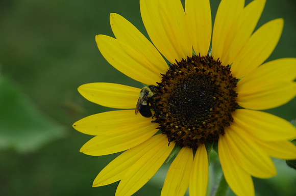 sunflowers-9262