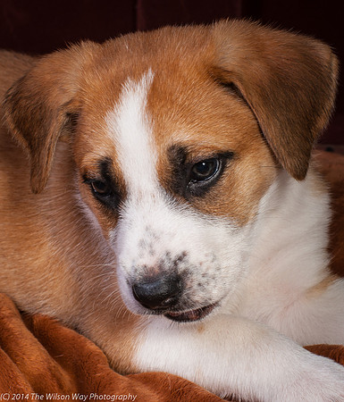 Oshie-9409