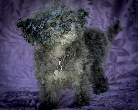 Foster Vivienne-9304