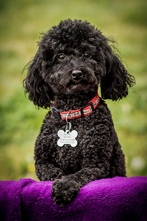 Foster Mindy-7382