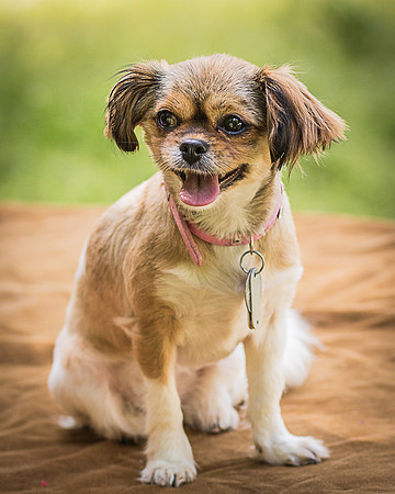 Foster Missy-0499