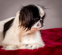 Foster Gypsy Rose-7705