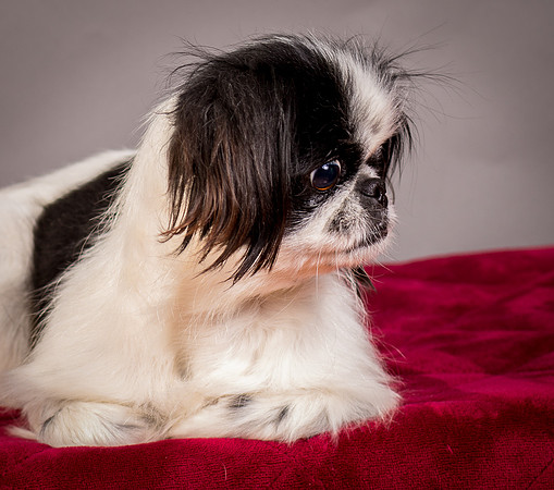 Foster Gypsy Rose-7705