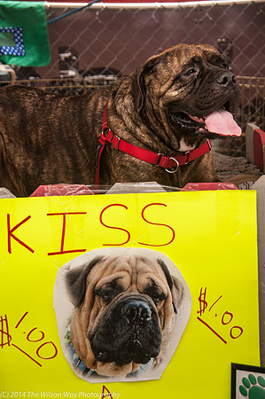 Carolina Mastiff Rescue-0656