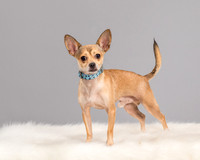 Foster Crouton-3746