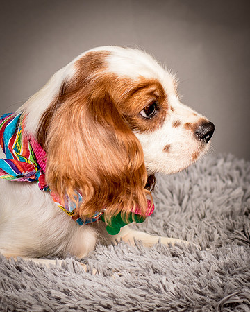 Foster josephina-3704