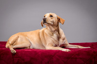 Foster June-3423