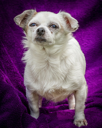 Foster Petey-8189