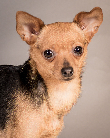 Foster Pixie-3452