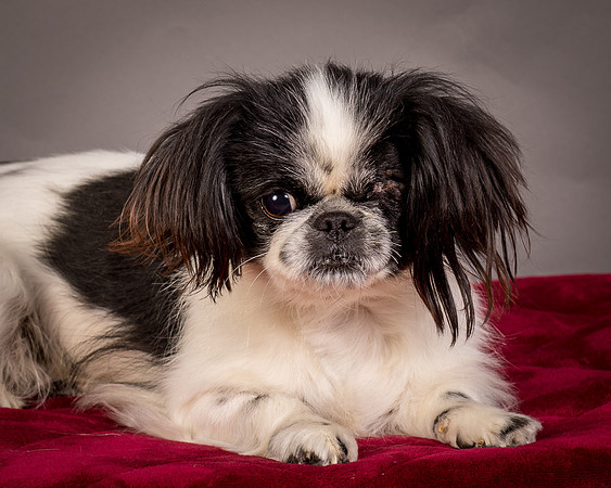 Foster Gypsy Rose-7751