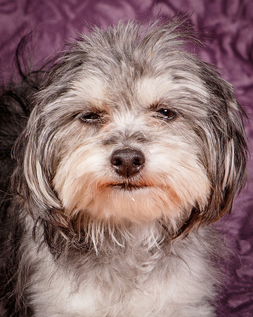 Foster Alex-6264