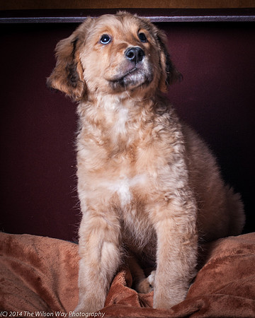 Mocha-8071