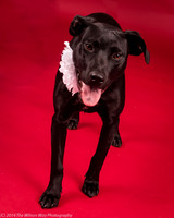 Carlee-6429