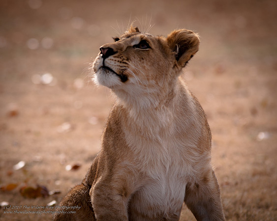 Suzies Pride-2151