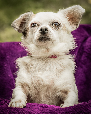 Foster Petey-8148