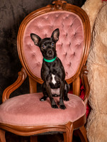 Foster Elvira-0144