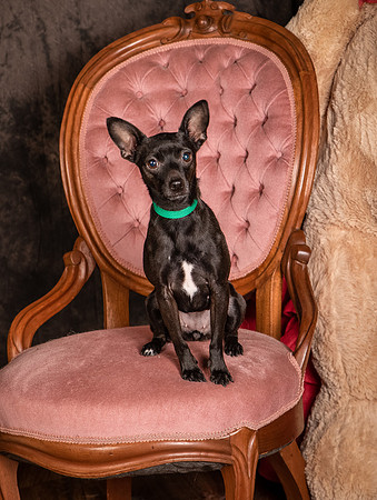 Foster Elvira-0144