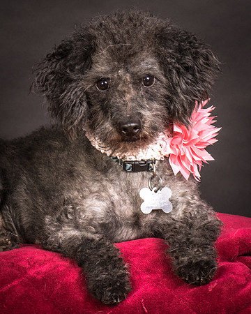 Foster Mokey-1622