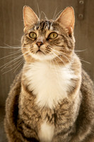 Darlington  Cats-9442