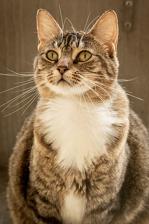 Darlington  Cats-9442