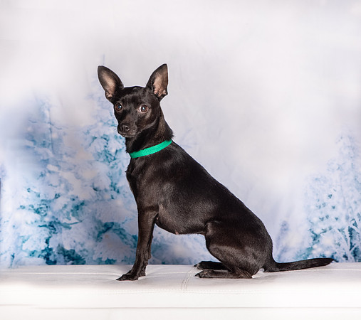 Foster Elvira-0215