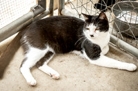 Darlington  Cats-9456
