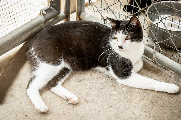 Darlington  Cats-9456