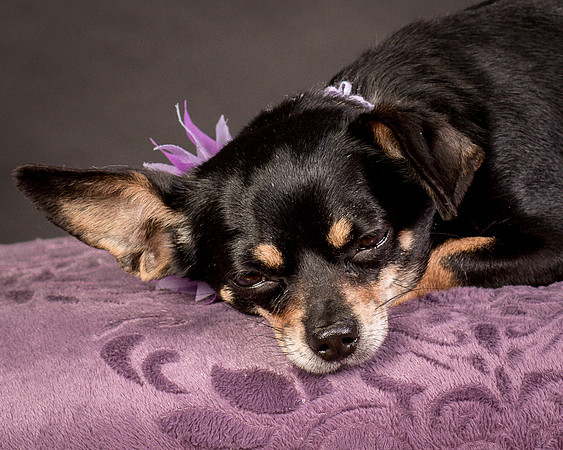 Foster Pansy-9357